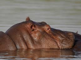 Hippo Watching