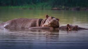 Hippo Watching